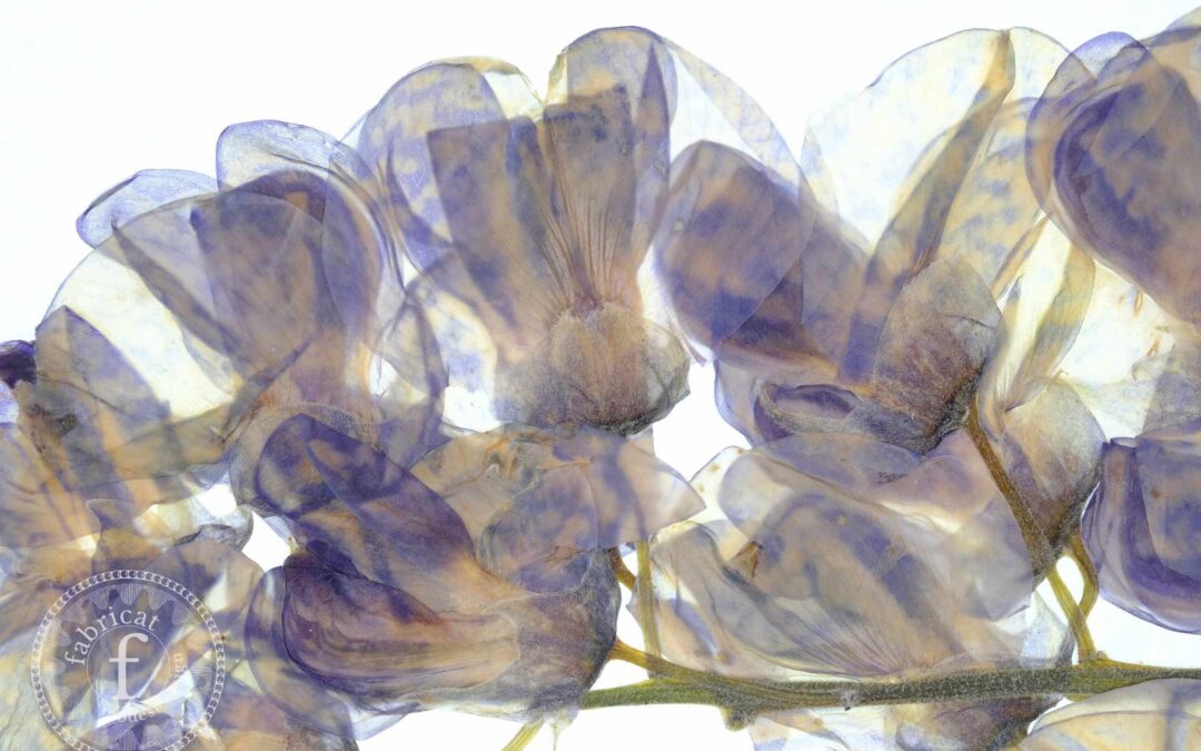 clear wisteria