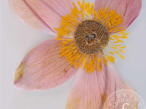 snowdrop anemone